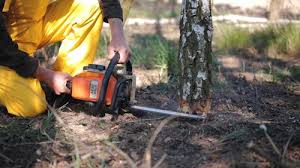 How Our Tree Care Process Works  in  Coldwater, OH