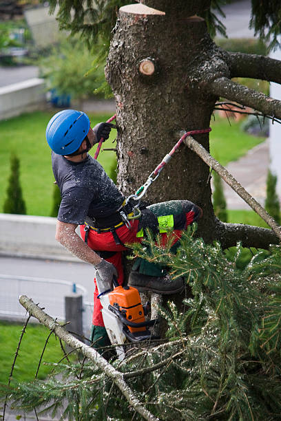 Best Stump Grinding and Removal  in Coldwater, OH